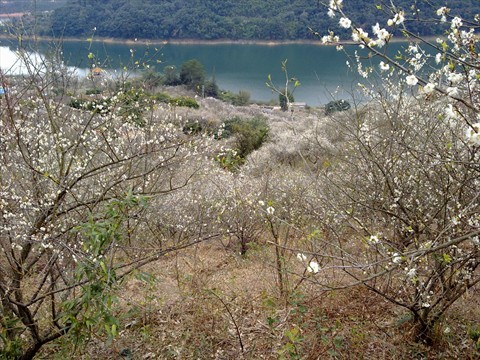 梅花园农庄的相片 - 从化区)