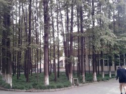 一片竹林后面就是西北食堂啦