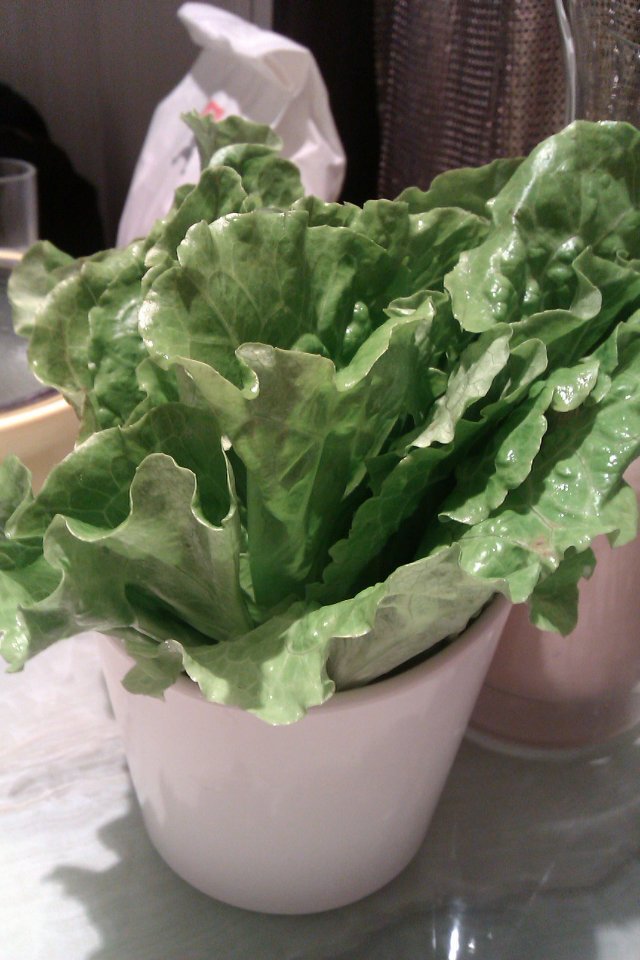 生菜