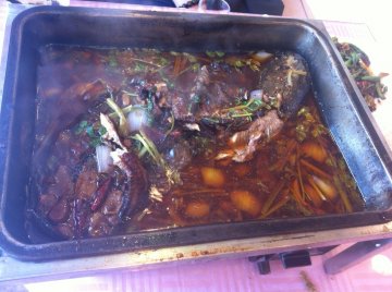 鲶鱼