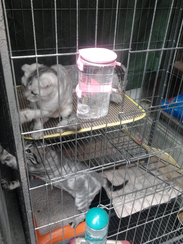可爱的猫