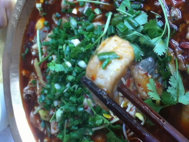 红味鲶鱼