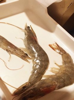 虾