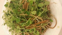 豆腐丝办豆苗