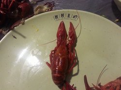 特色蒸虾