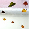 小仙蓉蓉