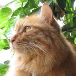 为食傻猫