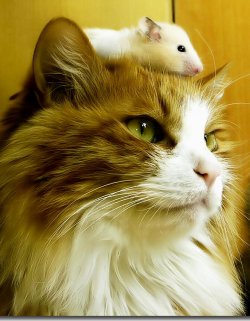 catlee咪咪