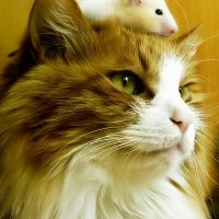 catlee咪咪