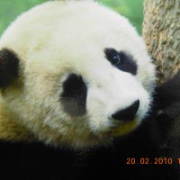 zixiaolixixi