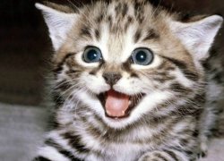 下辈子做只猫