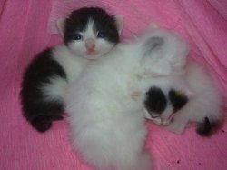 爱猫猫