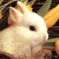小夭