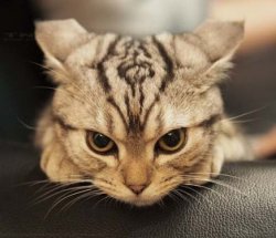 漂亮的daoao