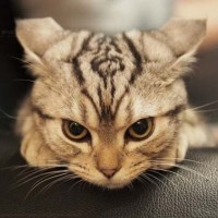 漂亮的daoao