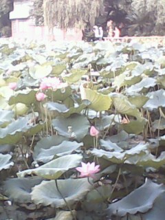 honghong722005