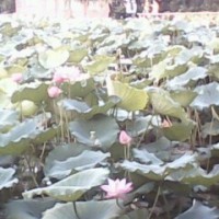 honghong722005