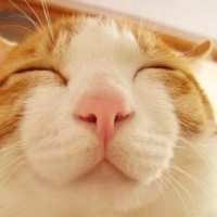 猫老大